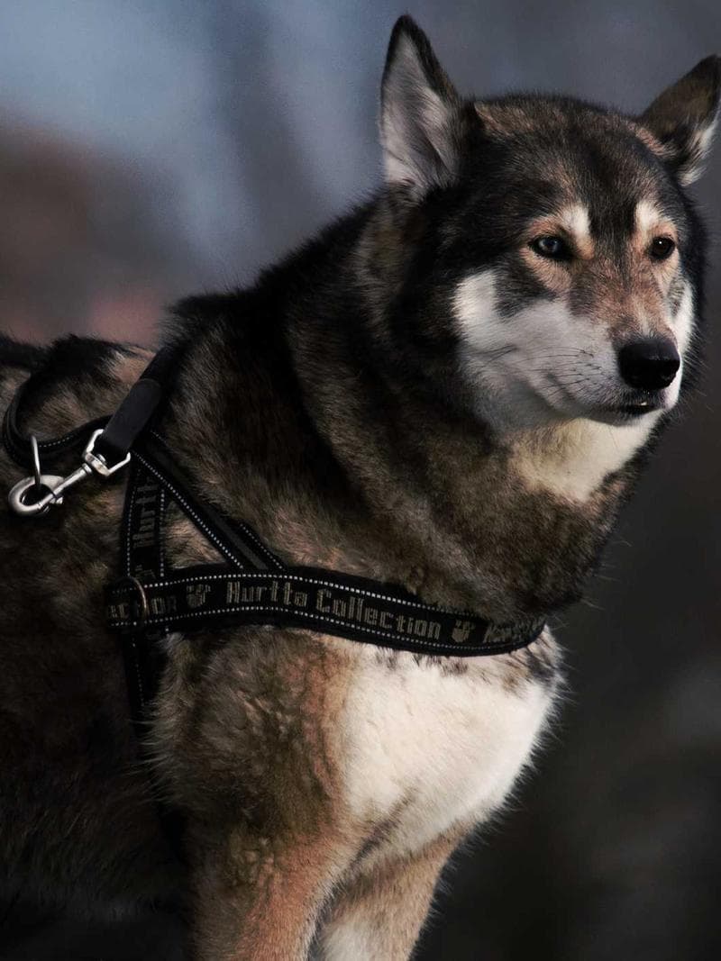 KHALID — Syrian escort in abu-dhabi — 1