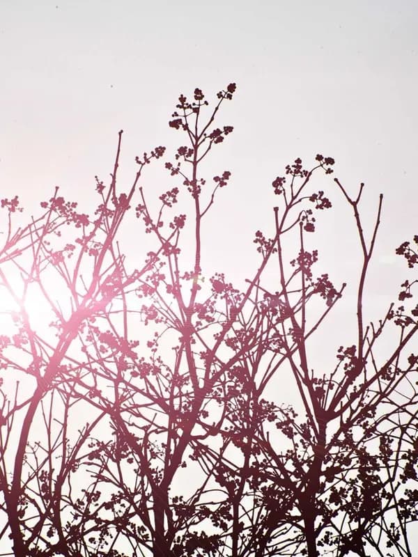 VICTORIA — 3