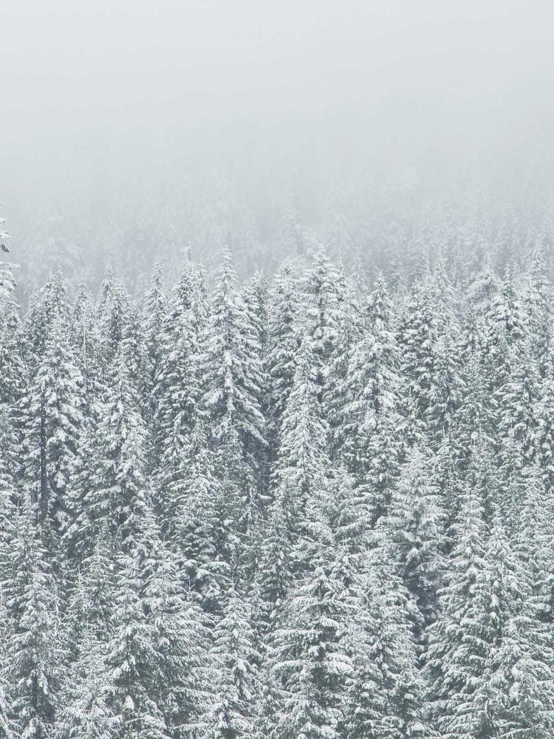 ZARA — Pakistani escort in dubai — 1