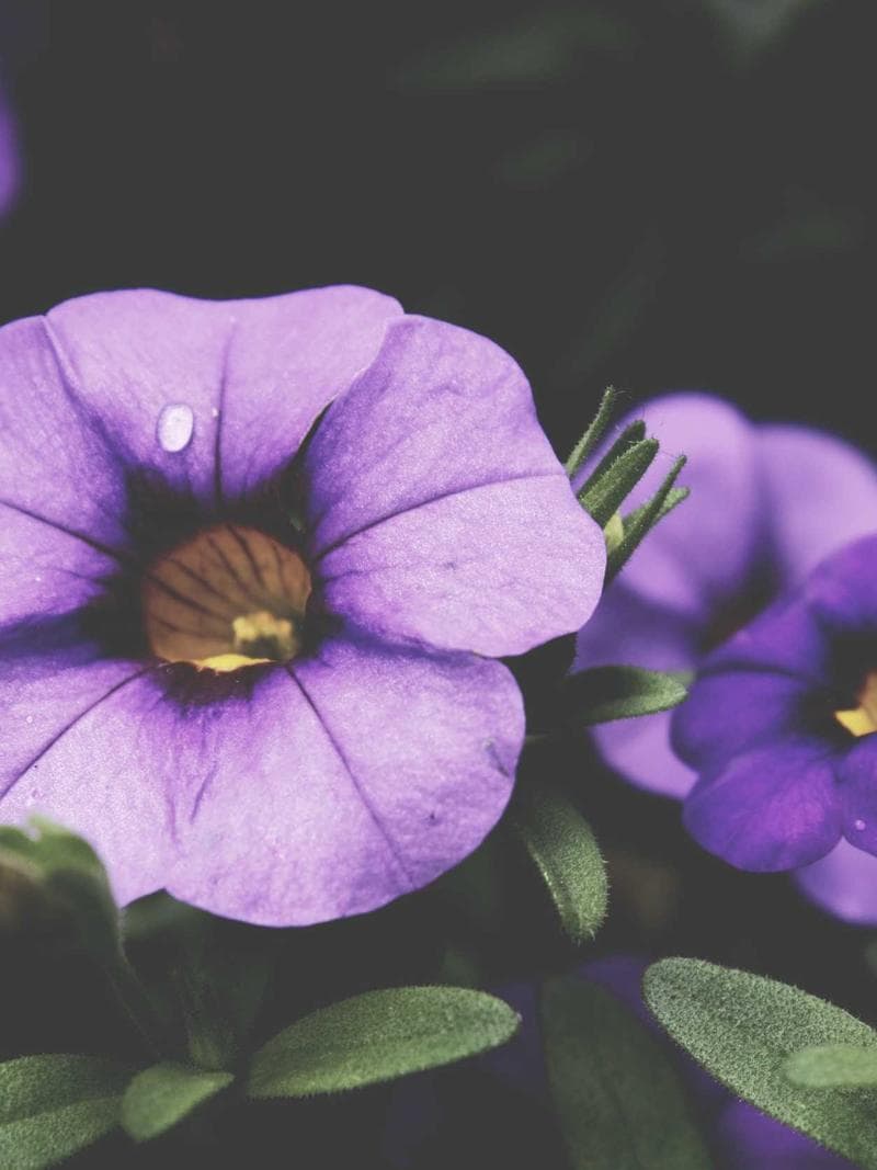 CAMILLE — 1