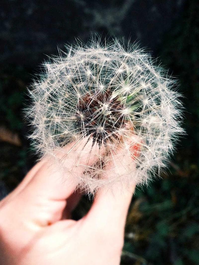 SASHA — 4