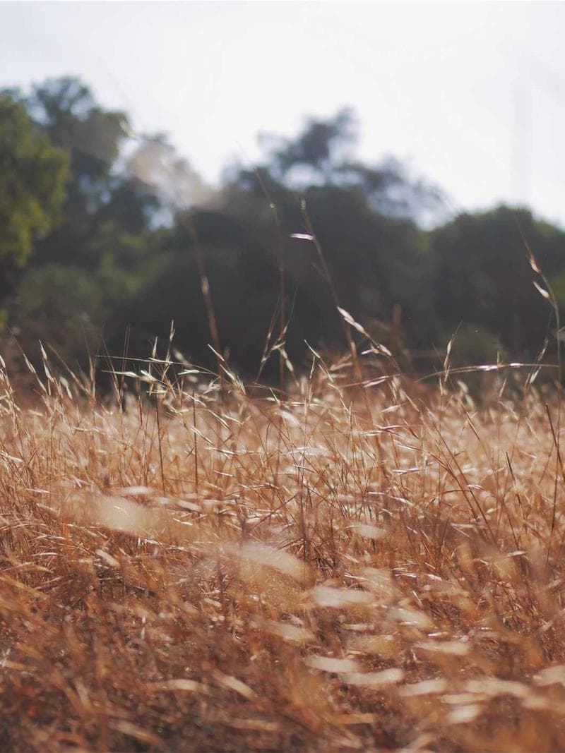 AMBER — 2