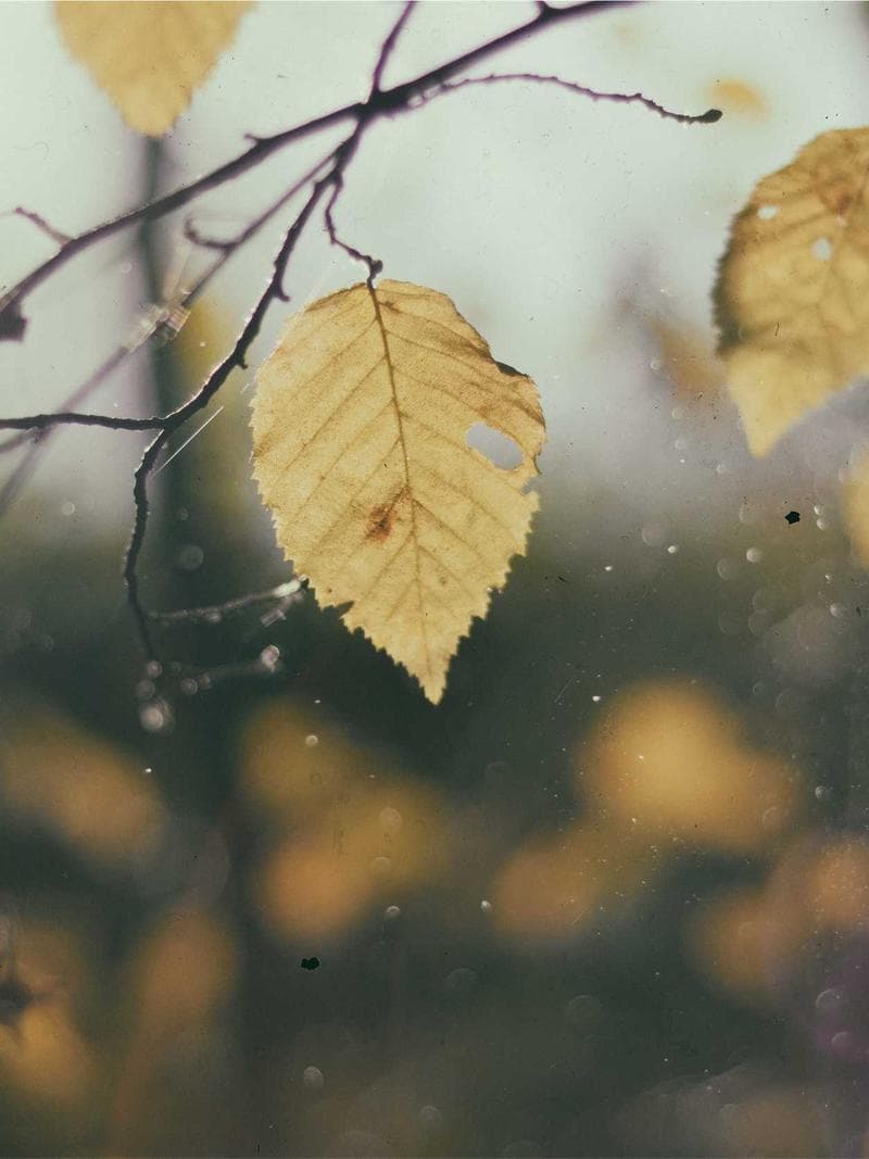 BELLA — 1