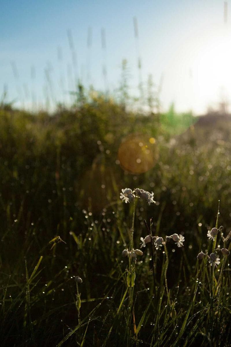 INGRID — 4