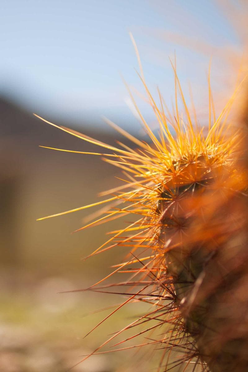 ALICE — 1