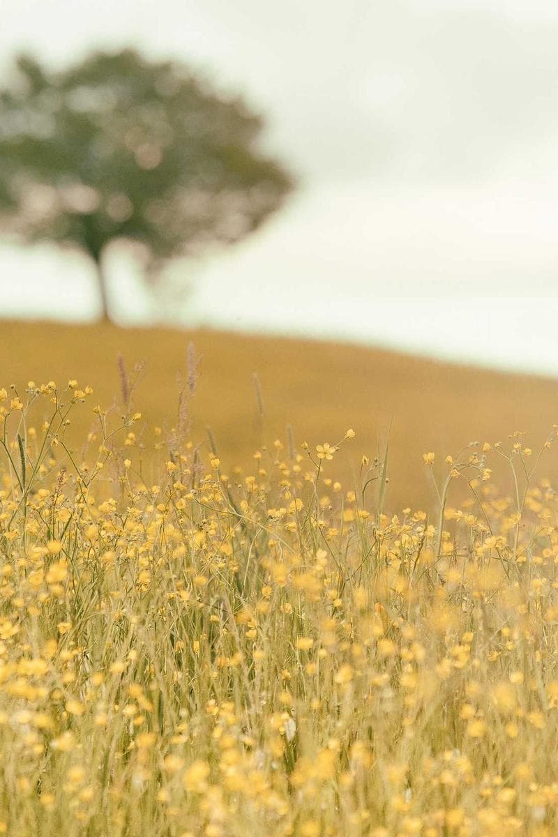 LILY — 6