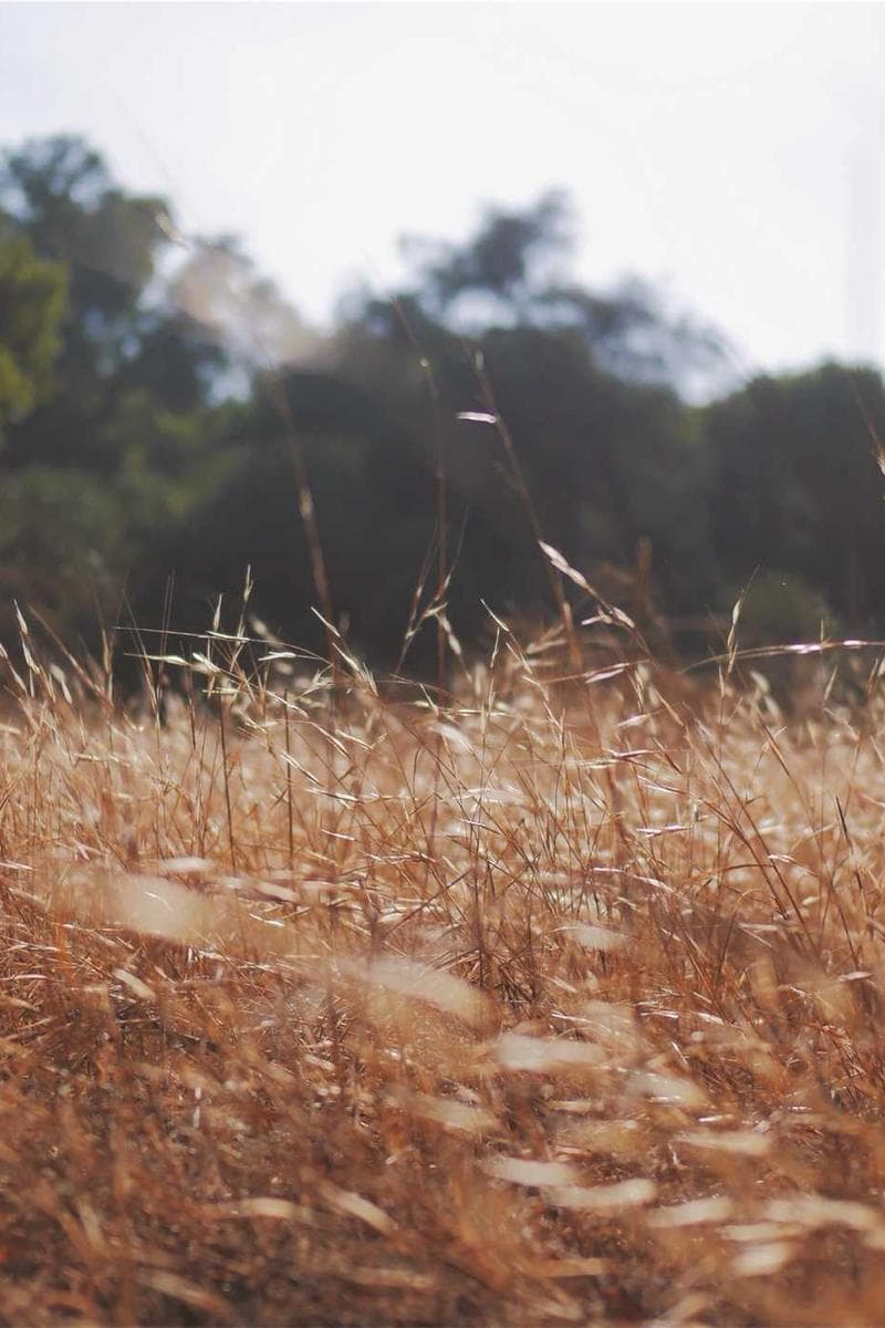 SAVANNAH — 5